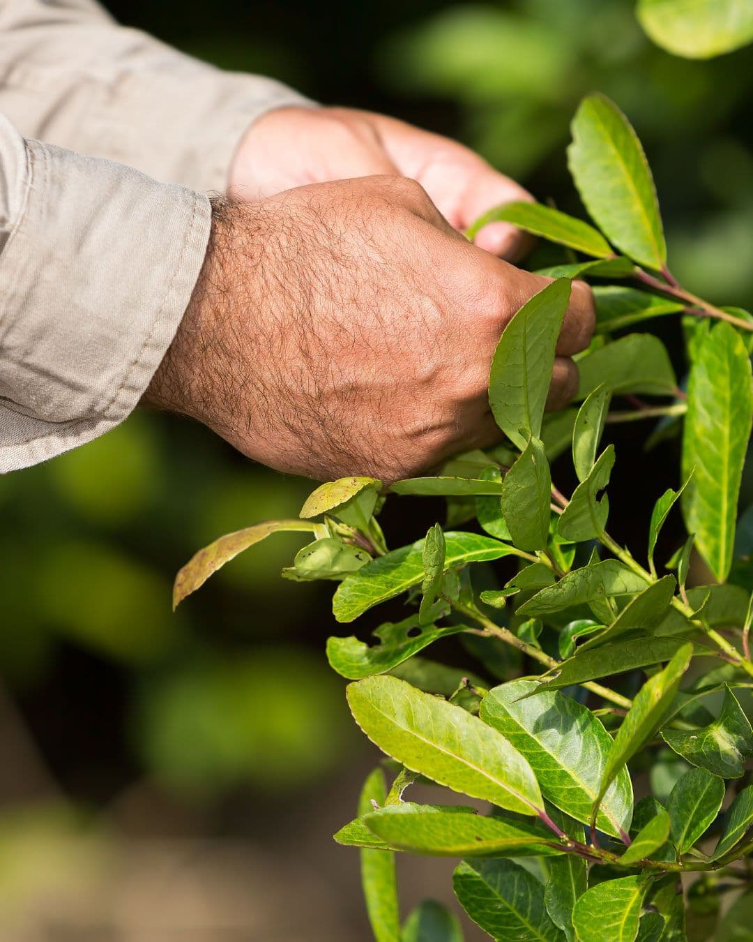 Yerba mate: Una econom...